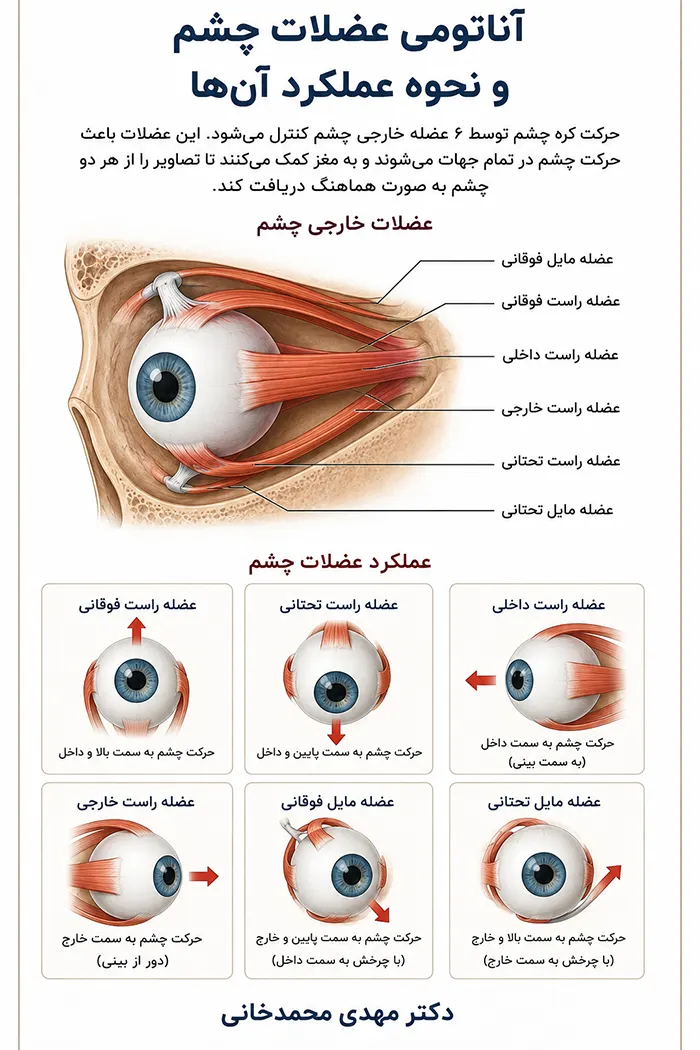 آناتومی عضلات چشم