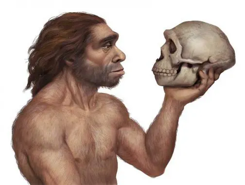 پیشانی نئاندرتالی