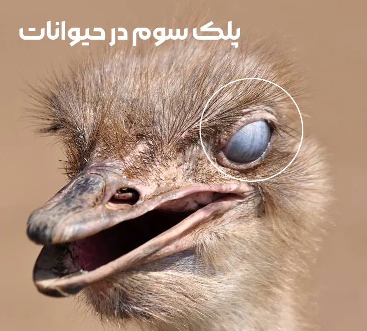 پلک سوم در حیوانات